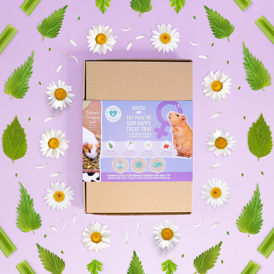 You Make Me Sow Happy | Treat Tray for Female Guinea Pigs UK Kavee