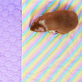 Pocket Fleece Liners for Guinea Pigs | Rainbow Collection Kavee Pets Ltd UK