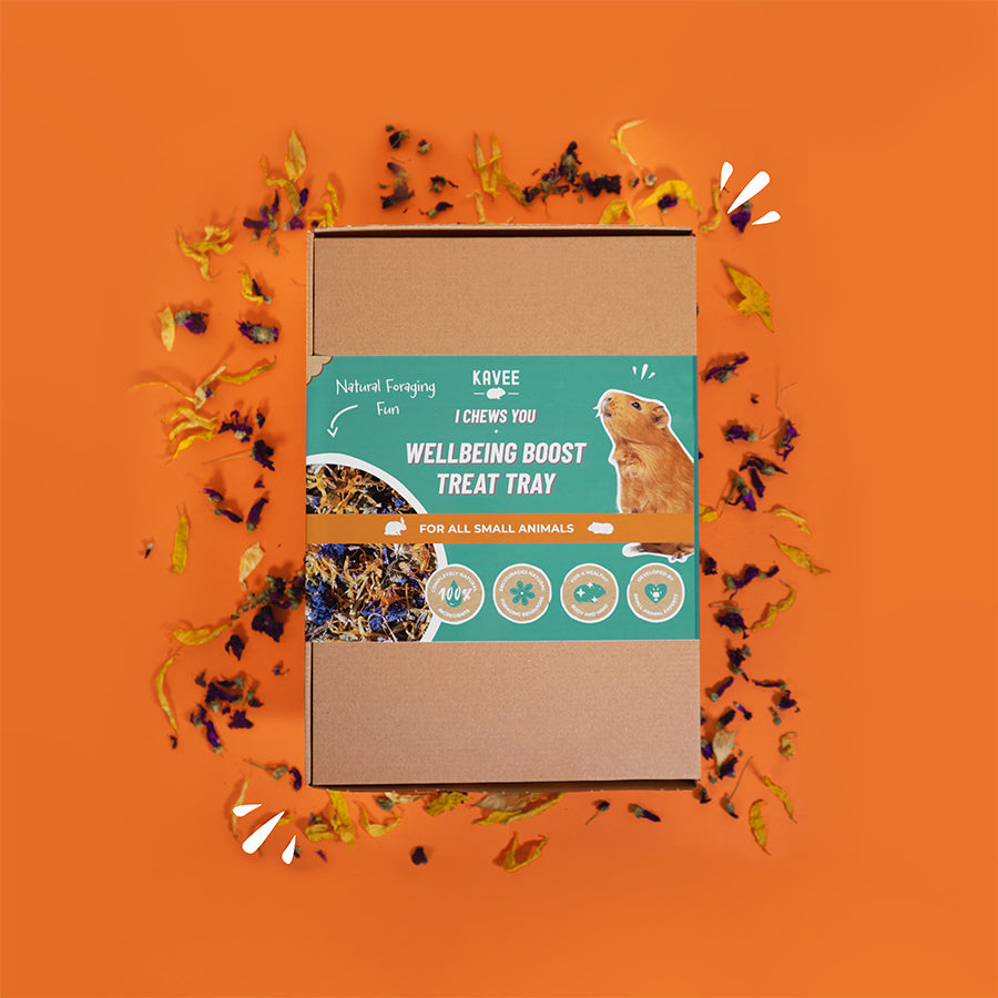 Treat Tray for Guinea Pig Wellbeing Kavee Pets Ltd UK