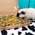 Treat Tray for Guinea Pig Wellbeing Kavee Pets Ltd UK