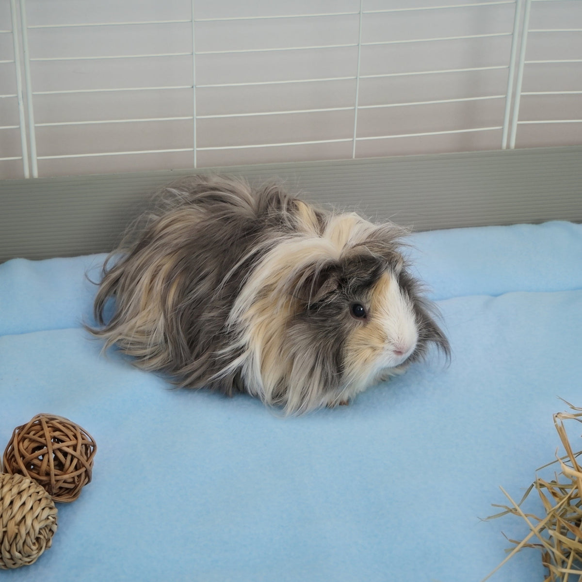 The Fleece Liner | Coastal Collection Kavee Pets Ltd UK