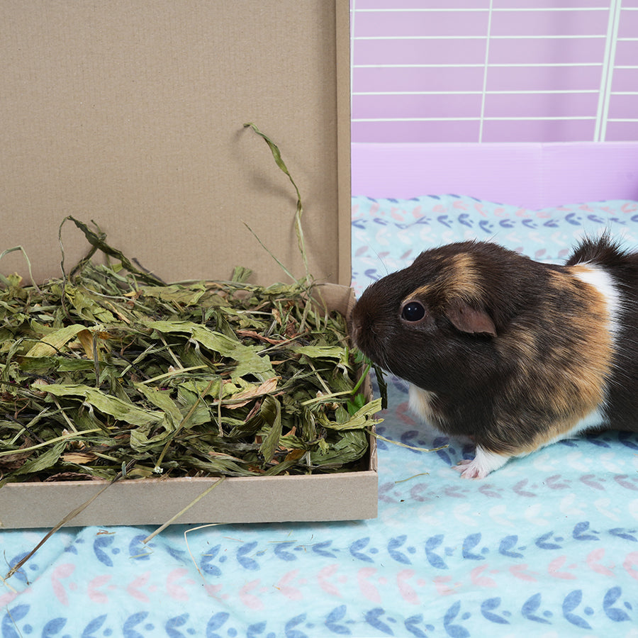 You Make Me Sow Happy | Treat Tray for Female Guinea Pigs UK Kavee