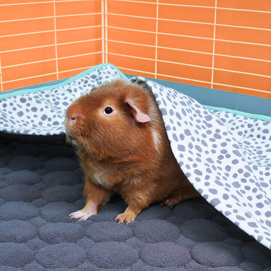 Set of 2 Pocket Fleece Liners for Guinea Pigs | Dalmatian Collection Kavee Pets Ltd UK