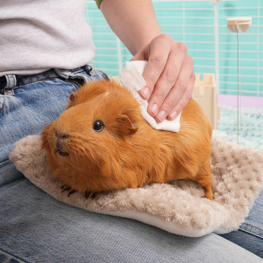 Wipes for Guinea Pigs and Rabbits Kavee Pets Ltd UK