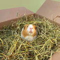 Timothy Hay for Guinea Pigs Kavee Pets Ltd UK