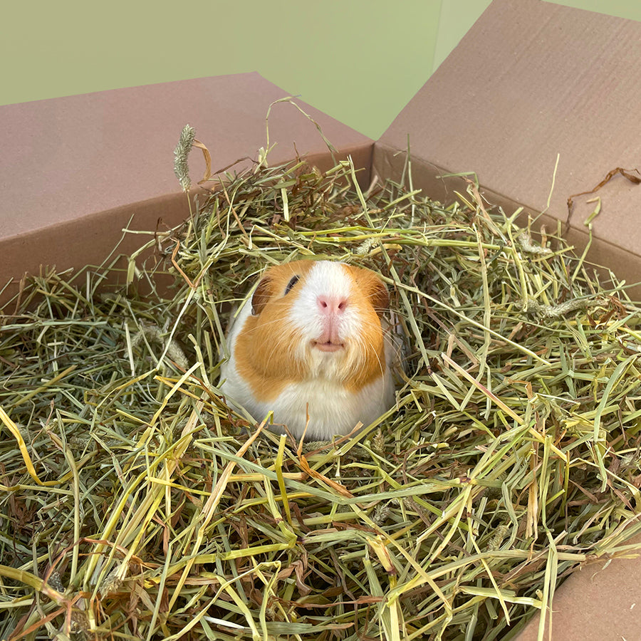 Timothy Hay for Guinea Pigs Kavee Pets Ltd UK