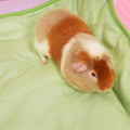 Plush Fleece Liner for Guinea Pigs | Strawberry Kavee Pets Ltd UK
