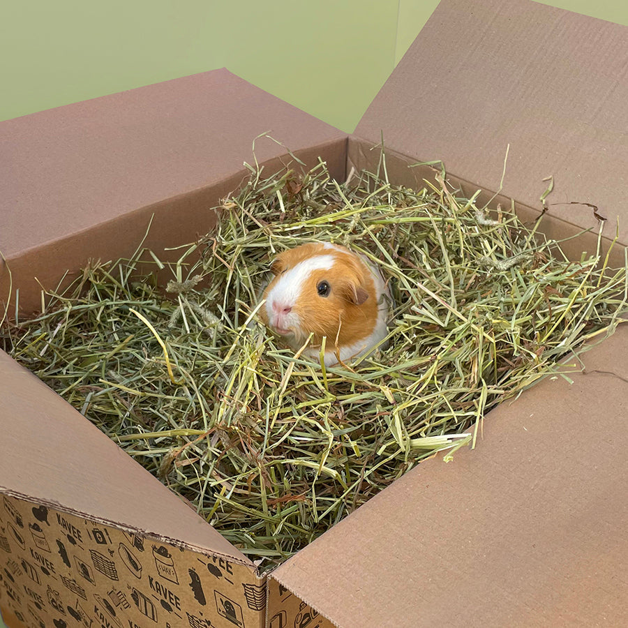 Timothy Hay for Guinea Pigs Kavee Pets Ltd UK