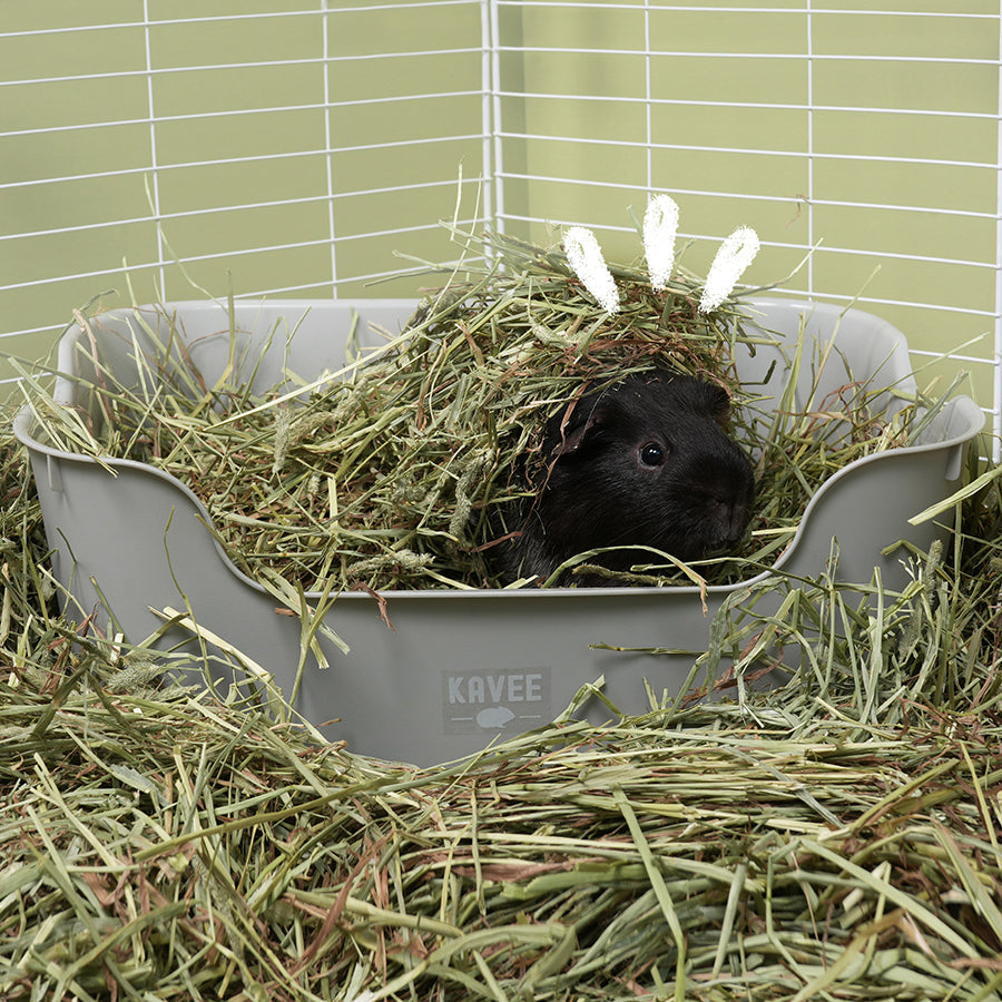 Timothy Hay for Guinea Pigs Kavee Pets Ltd UK