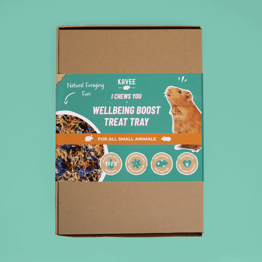 Treat Tray for Guinea Pig Wellbeing Kavee Pets Ltd UK