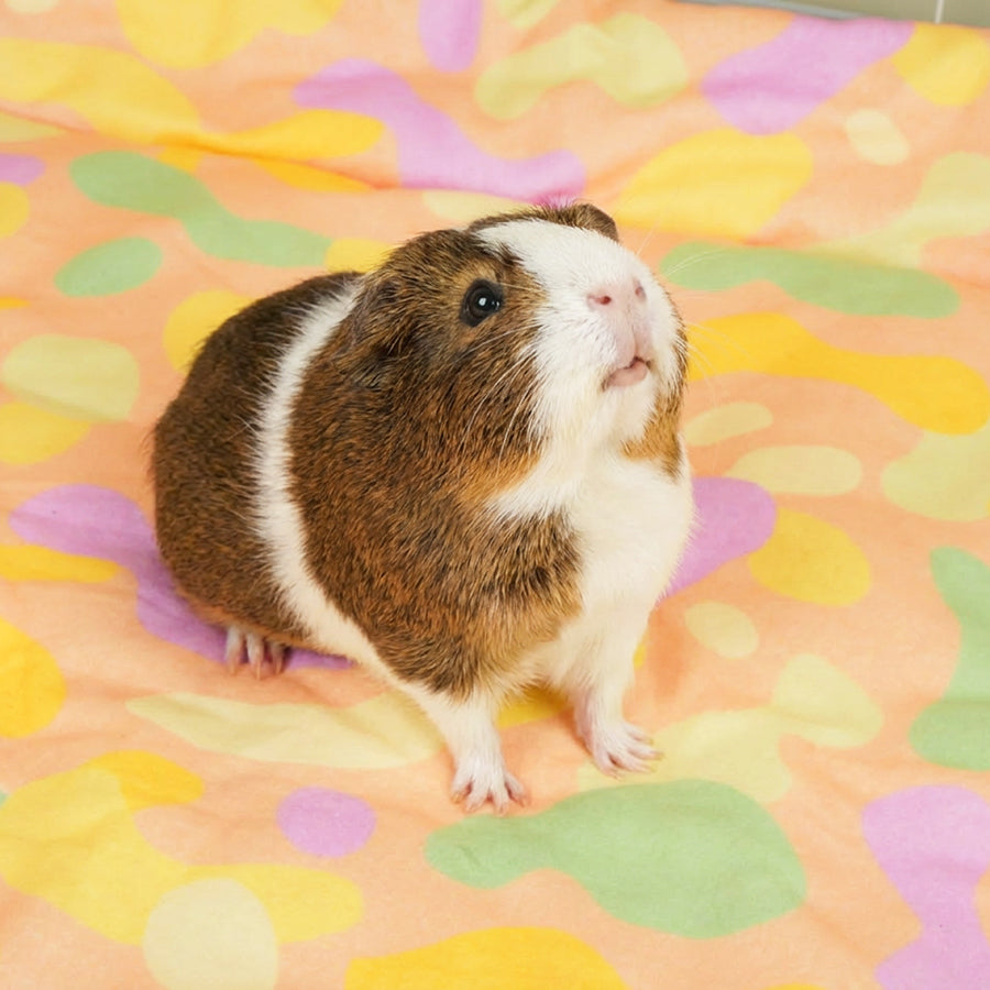 Set of 2 Plush Fleece Liners | Pigcasso Bundle Kavee Pets Ltd UK