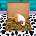 Treat Tray for Guinea Pig Wellbeing Kavee Pets Ltd UK