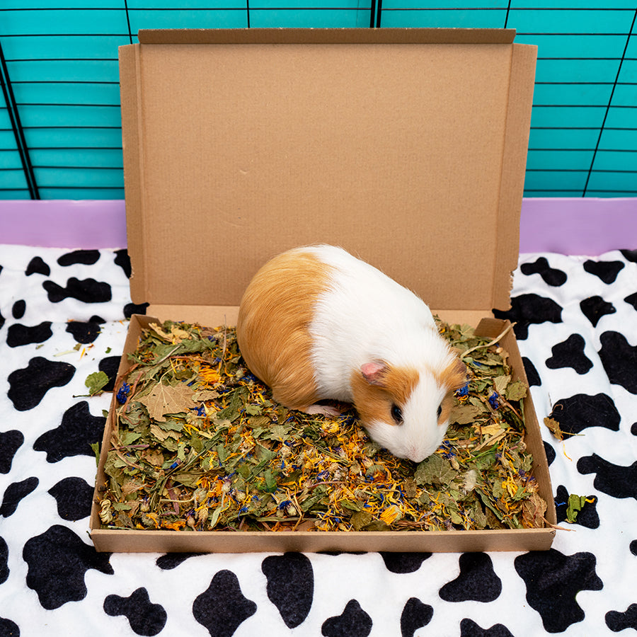 Treat Tray for Guinea Pig Wellbeing Kavee Pets Ltd UK