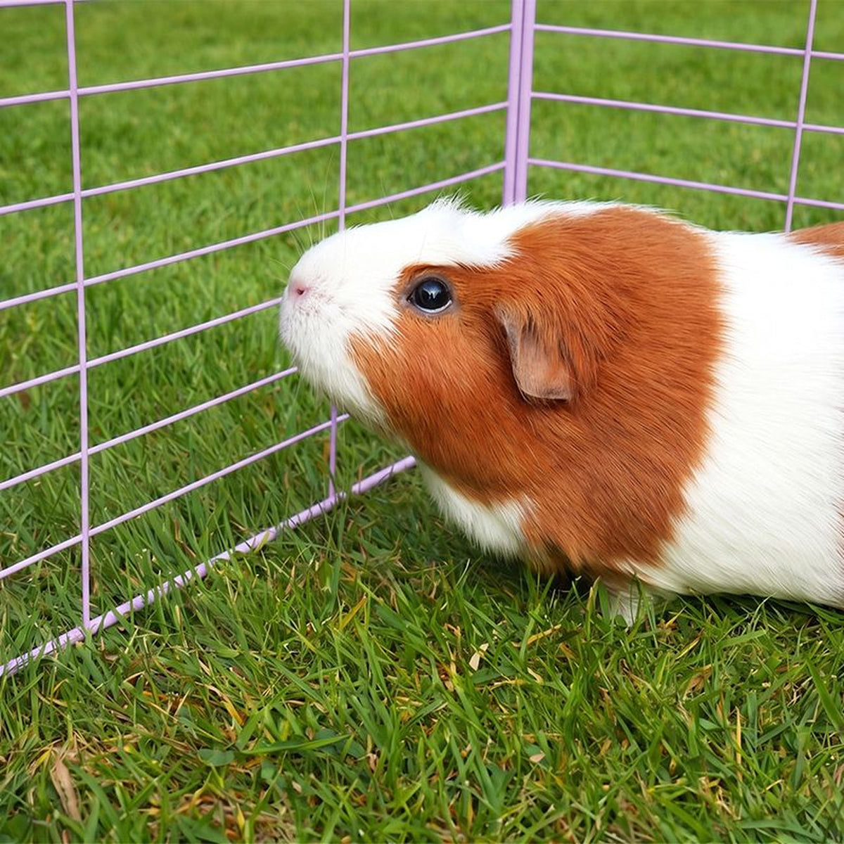 Outdoor C&C Run for Guinea Pigs Kavee Pets Ltd UK