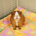 Plush Fleece Liner for Guinea Pigs | Pigcasso Collection Kavee Pets Ltd UK