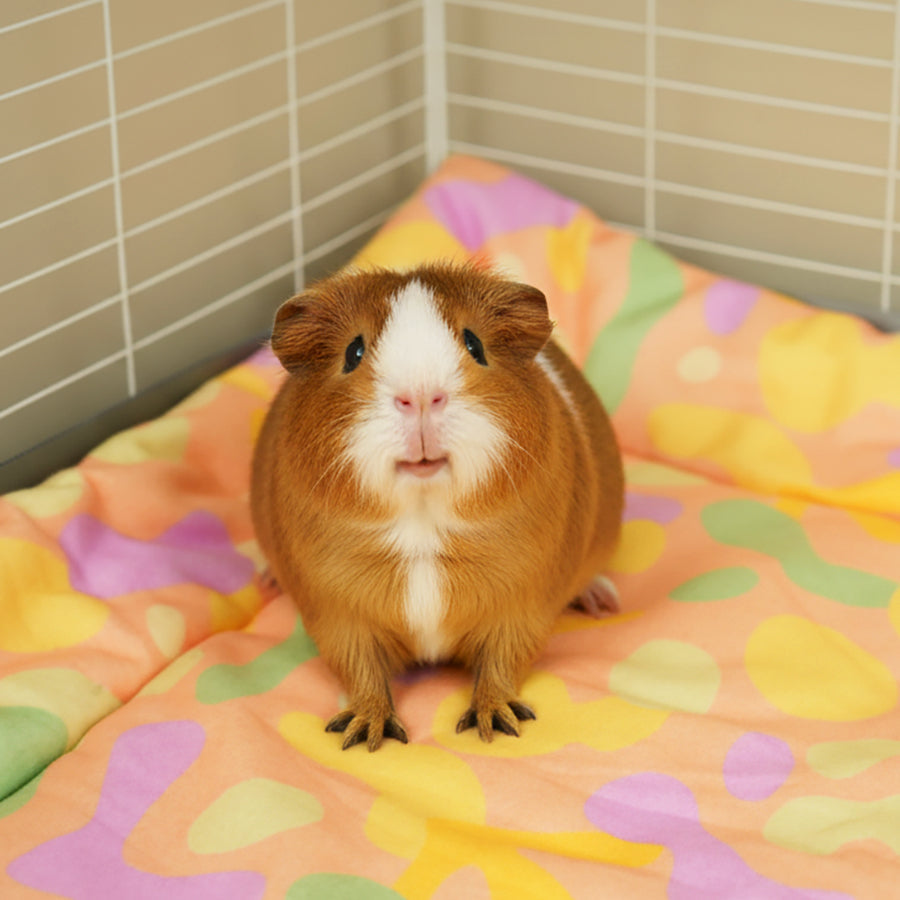 Plush Fleece Liner for Guinea Pigs | Pigcasso Collection Kavee Pets Ltd UK