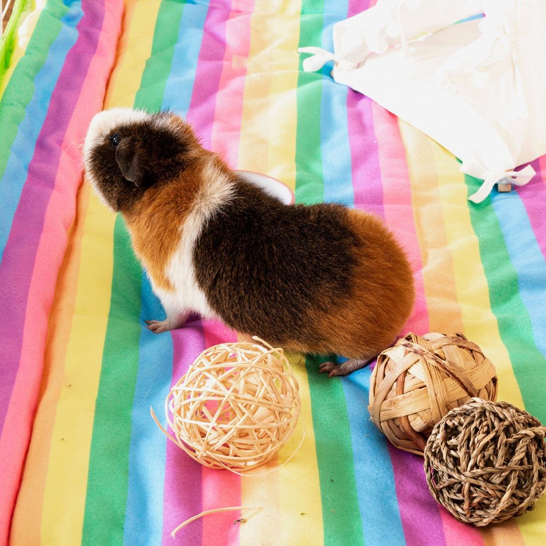 Set of 2 Plush Fleece Liners for Guinea Pigs | Rainbow Collection Kavee Pets Ltd UK