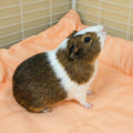 Set of 2 Plush Fleece Liners | Pigcasso Bundle Kavee Pets Ltd UK
