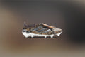 Adidas Originals x Wales Bonner Predator Elite Fold-Over Tongue Firm Ground Cleats - Brown/Silver Metallic/Bronze Strata Adidas Originals