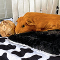 Extra Soft Pee Pad for Guinea Pigs | Bold Black Kavee Pets Ltd UK