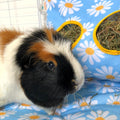 Hay Bag for Guinea Pig Cage | Daisy Collection Kavee Pets Ltd UK