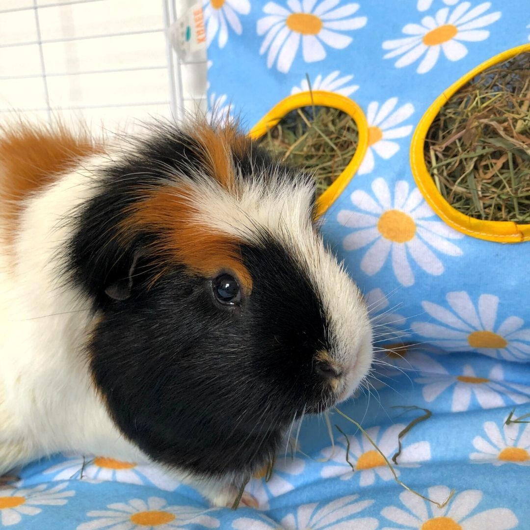Hay Bag for Guinea Pig Cage | Daisy Collection Kavee Pets Ltd UK