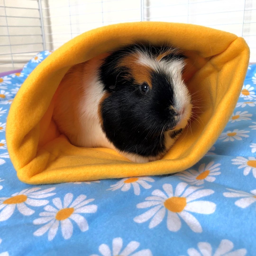 Sleep Sack for Guinea Pigs | Daisy Collection Kavee Pets Ltd UK