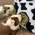 Hay Bag | Cow Kavee Pets Ltd UK