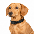 E-Collar Receiver For Dog Training Pawora UK