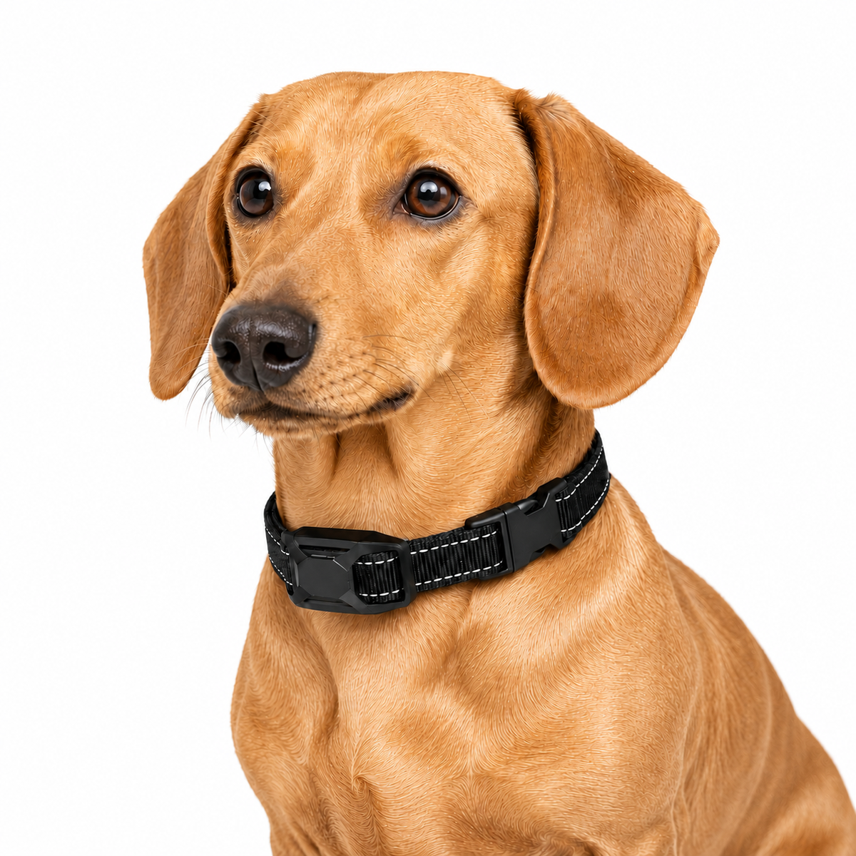 E-Collar Receiver For Dog Training Pawora UK