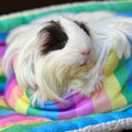 Cuddle Cup for Guinea Pigs | Rainbow Collection Kavee Pets Ltd UK