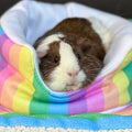 Cuddle Cup for Guinea Pigs | Rainbow Collection Kavee Pets Ltd UK